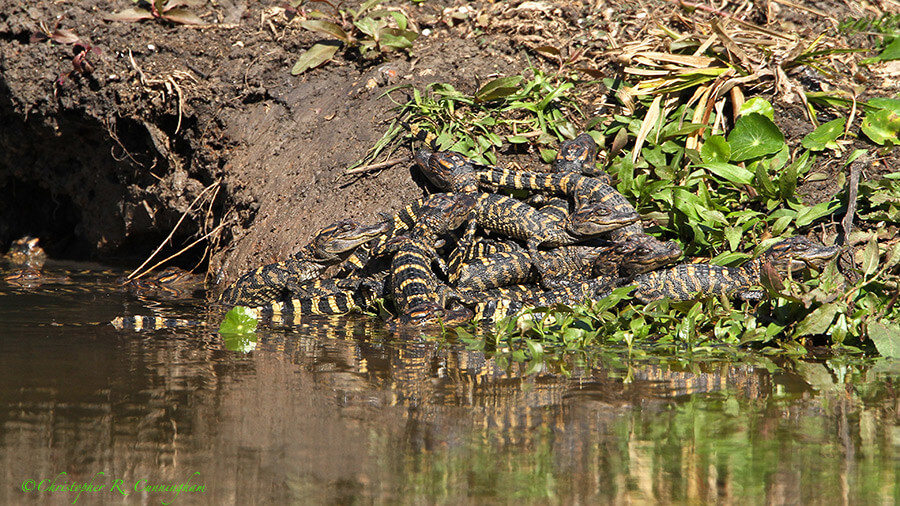Alligator Nest at Elm Lake, Brazos Bend State Park, Texas
