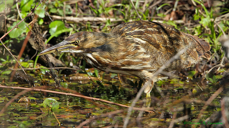 American Bittern with Fish at Brazos Bend State Park, Texas