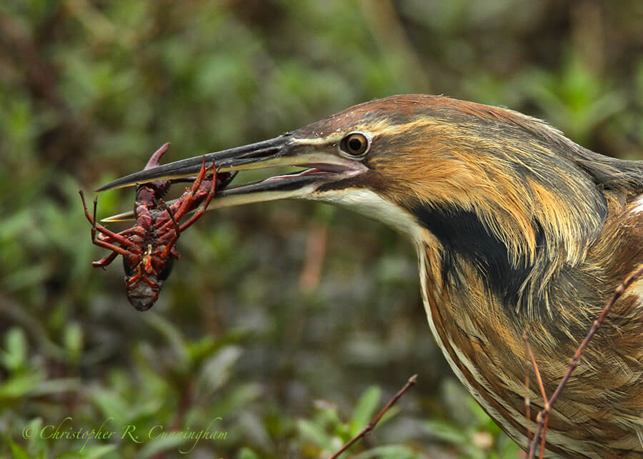 American Bittern with Rd Swamp Crawfish, Pilant Lake, Brazos Bend State Park, Texas