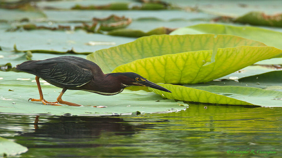 Bait-fishing Green Heron at Brazos Bend State Park, Texas