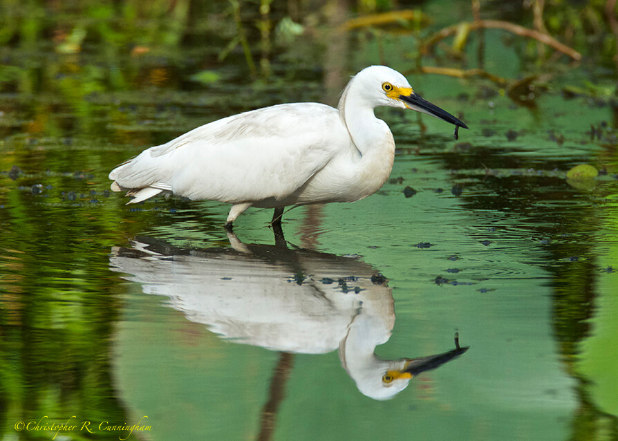 Snowy Egret with small fish at Elm Lake, Brazos Bend State Park, Texas