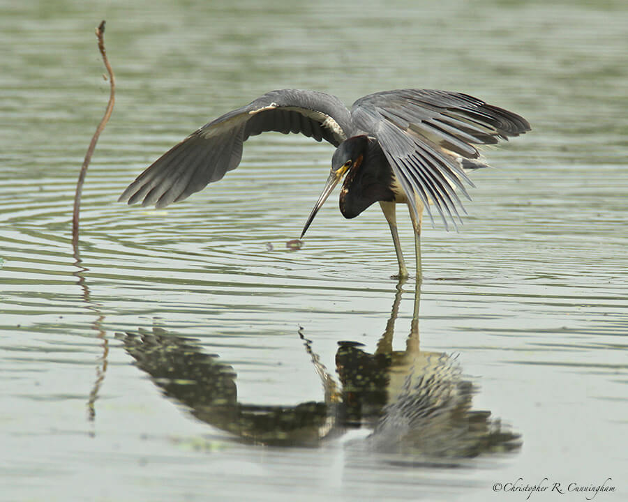 A Tricolored Heron Canopy Fishes at 40-Acre Lake. 