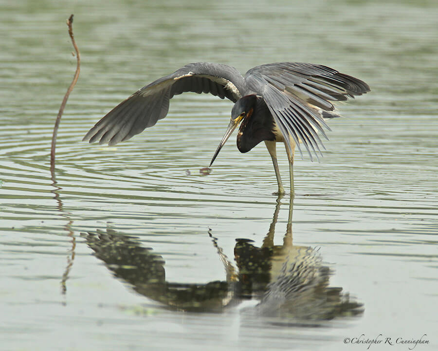 A Tricolored Heron Canopy Fishes at 40-Acre Lake.