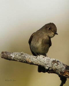 Curious Empidonax Flycatcher at Anahuac National Wildlife Refuge, Texas