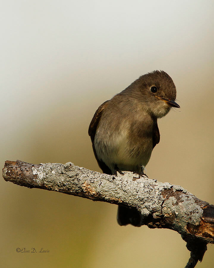 Curious Empidonax Flycatcher at Anahuac National Wildlife Refuge, Texas