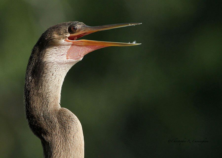 Female Anhinga portrait at 40-Acre lake, Brazos Bend State Park, Texas