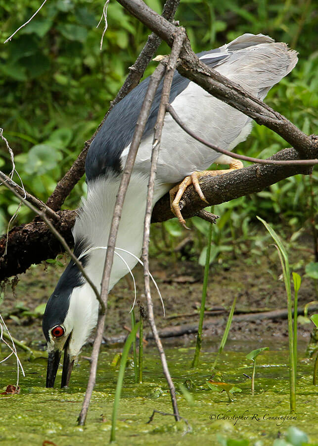 Fishing Black-crowned Night-Heron at Brazos Bend State Park, Texas