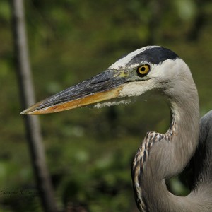 Great Blue Heron portrait at Brazos Bend State Park, Texas