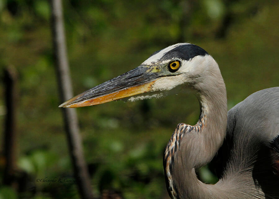 Great Blue Heron portrait at Brazos Bend State Park, Texas