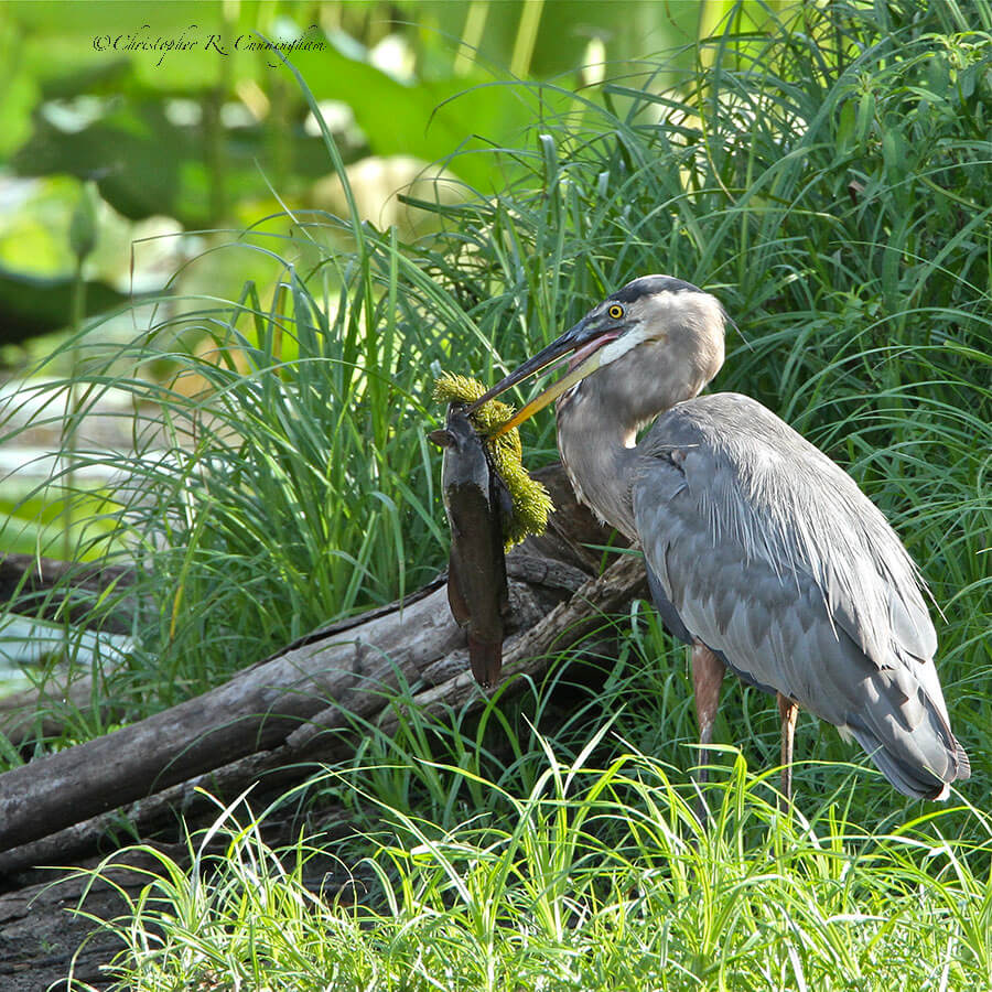 Great Blue Heron with catfish at Brazos Bend State Park, Texas