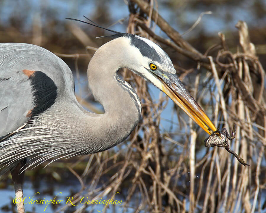 Great Blue Heron with Frog, Pilant Lake, Brazos Bend State Park, Texas
