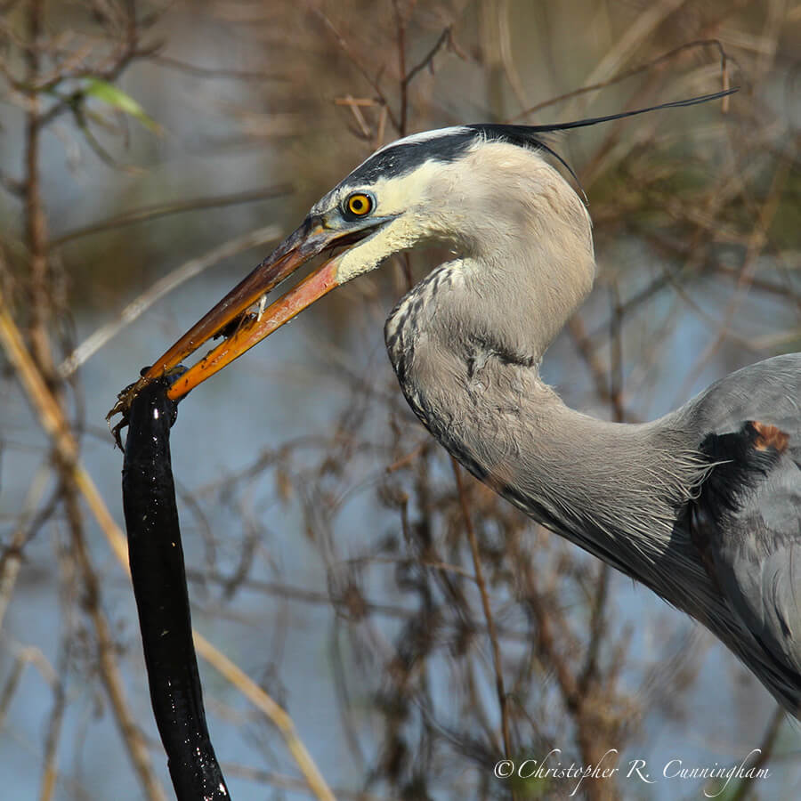 Great Blue Heron with Speared Siren, Pilant Lake, Brazos Bend State Park.