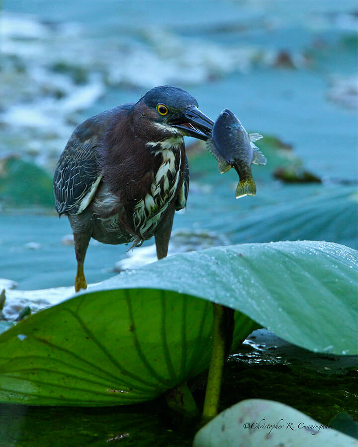 Green Heron with speared Bluegill Sunfish at Brazos Bend State Park, Texas