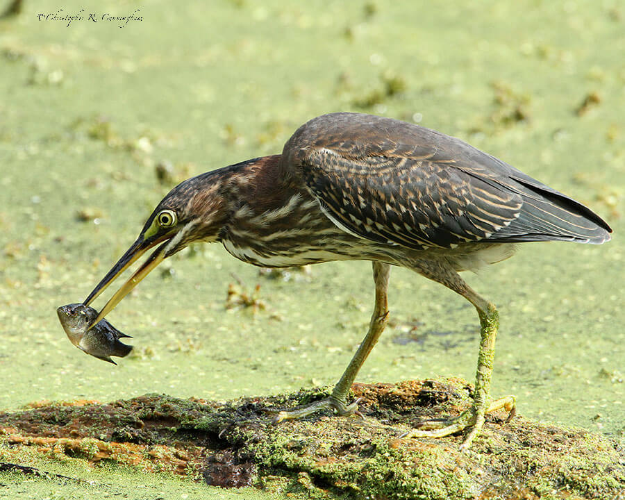 Green Heron with Sunfish at Brazos Bend State Park, Texas
