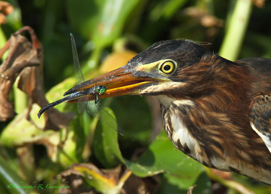 Green Heron with dragonfly at 40-Acre Lake.