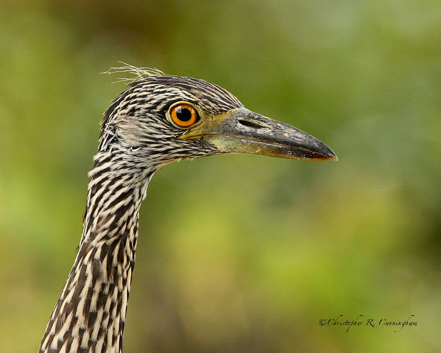 Juvenile Black-crowned Night-Heron portrait taken at Pilant Lake, Brazos Bend State Park, Texas