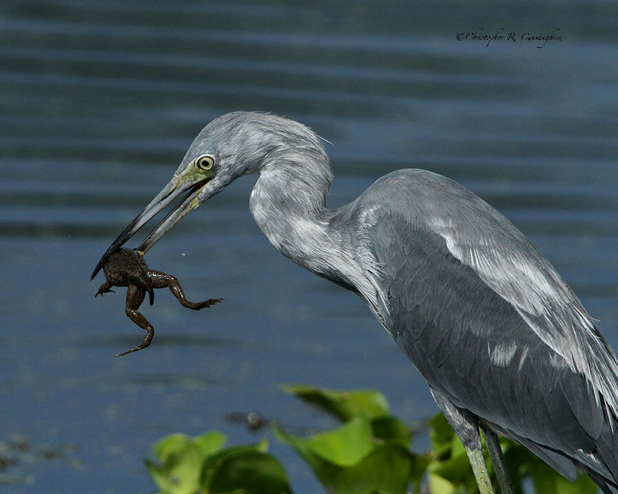 Juvenile Little Blue Heron with speared frog at Brazos Bend State Park, Texas