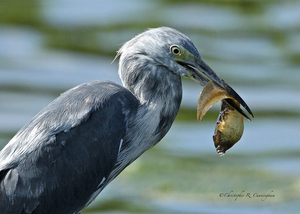 Little Blue Heron with American Bullfrog Tadpole at Brazos Bend State Park, Texas