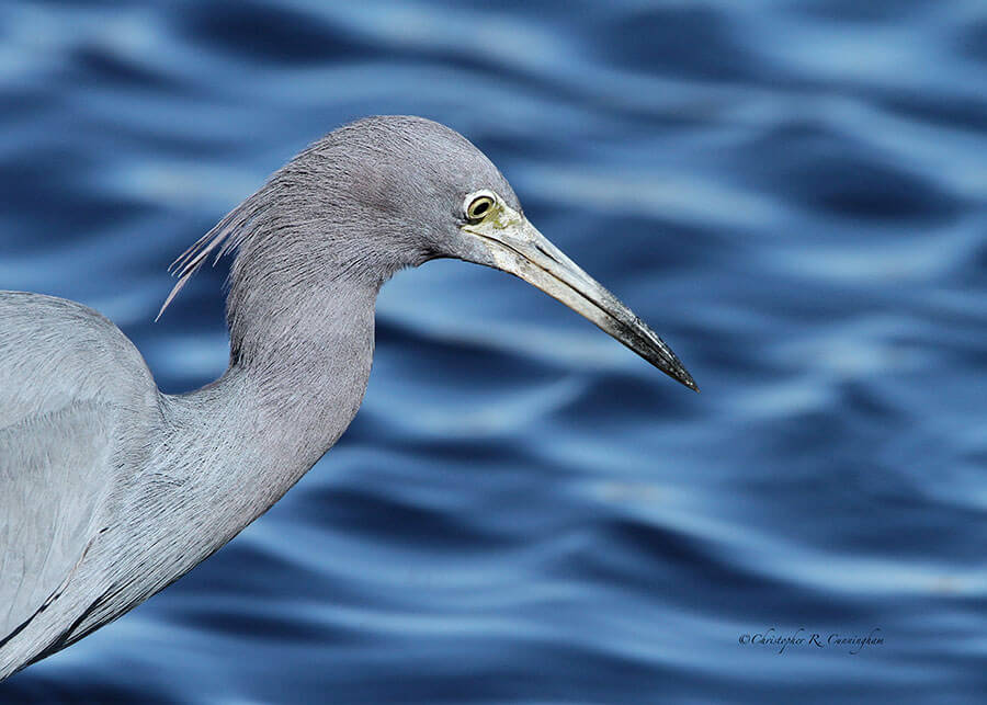 Little Blue Heron portrait at Brazos Bend State Park, Texas