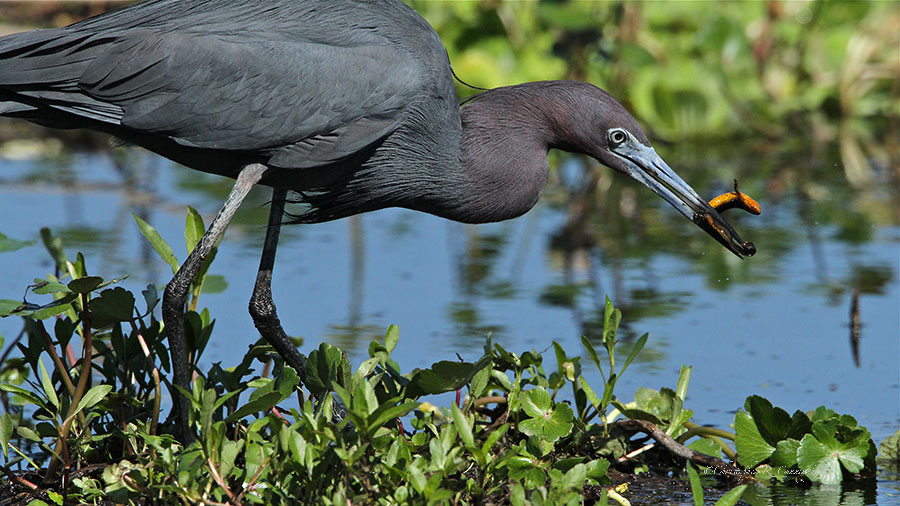 Little Blue Heron with Eastern Newt