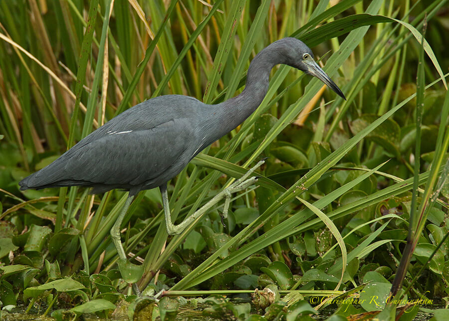 Little Blue Heron pushes over rice looking for tree frogs, Pilant Lake, Brazos Bend State Park, Texas