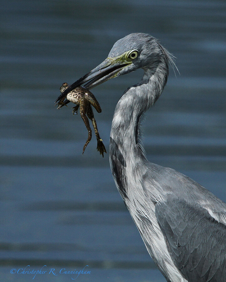 Little Blue Herons are master frog and tadpole hunters