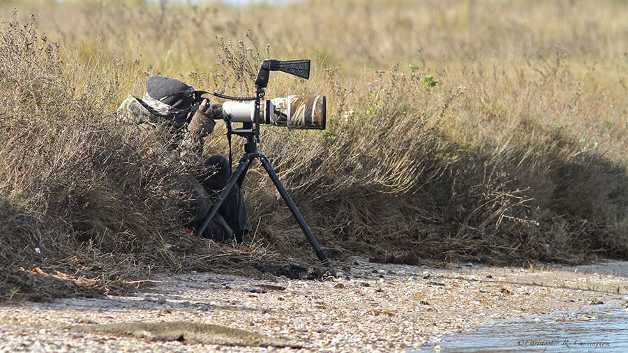 Ornithological-Extremist-CCunningham Sit and wait photography at San Luis Pass, Galveston Island, TExas