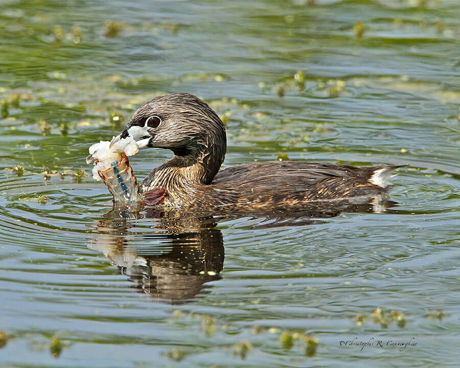 Pied-billed Grebe with crawfish at Brazos Bend State Park, Texas