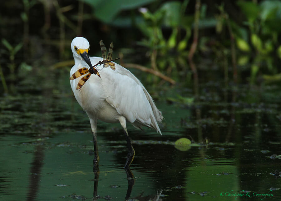Snowy Egret with mating pair of Halloween Pennant Dragonflies at Brazos Bend State Park