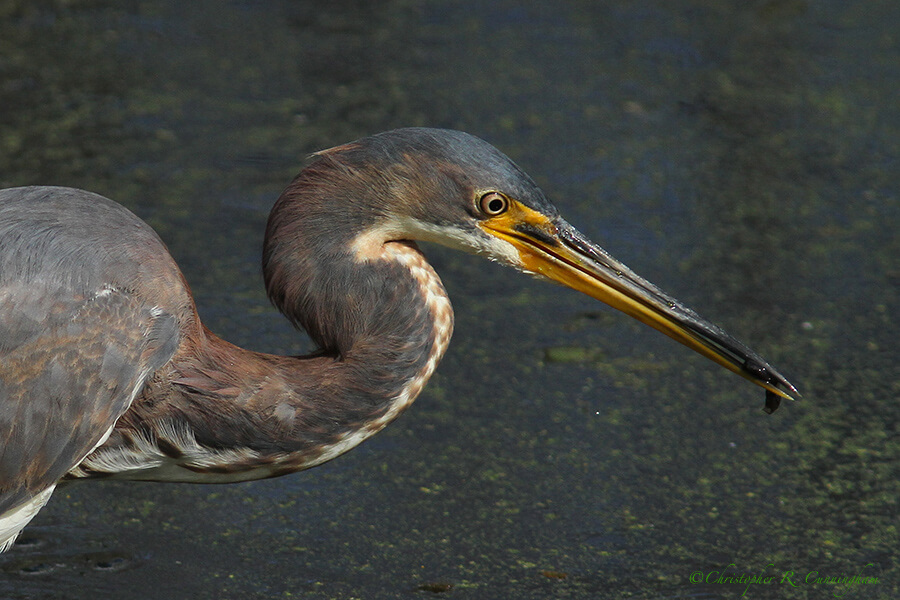 Tri-colored Heron with Tadpole at Brazos Bend State Park, Texas.