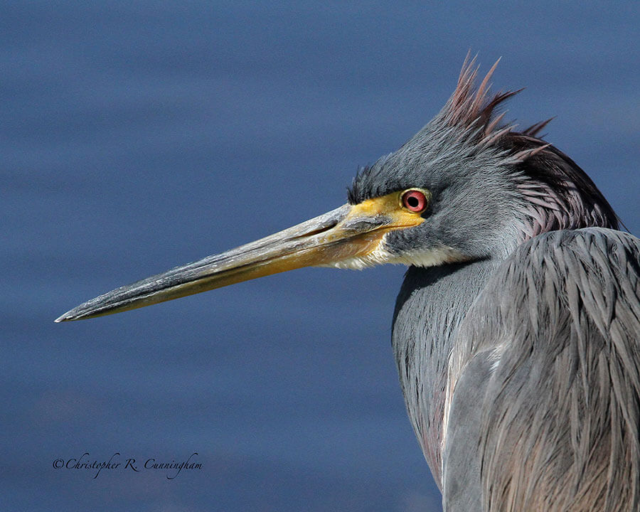 Tricolored Heron portrait at 40 Acre Lake Brazos Bend State Park, Texas