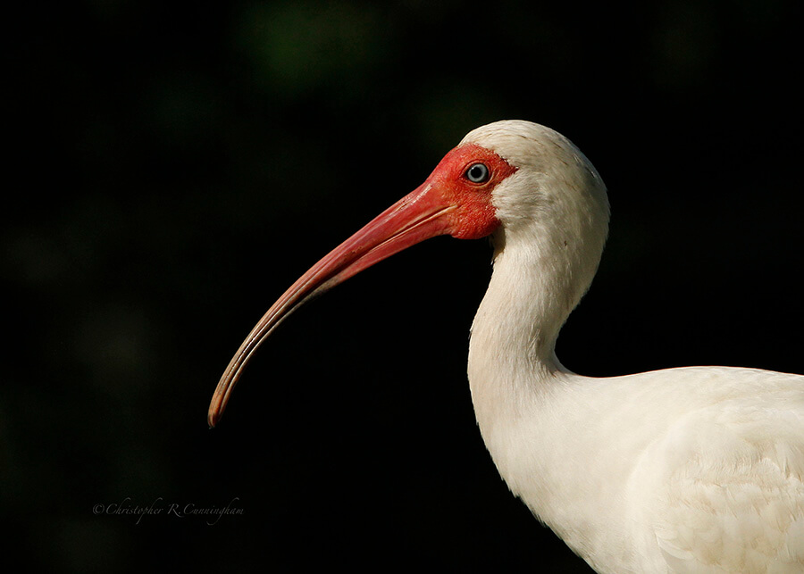 White-Ibis-portrait-CCunningham White Ibis in breeding color at Pilant Slough, Brazos Bend State Park, Texas