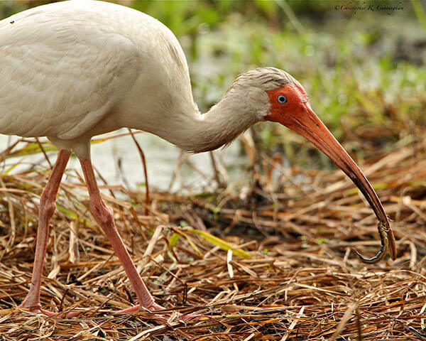 White Ibis with Water Tiger at Brazos Bend State Park