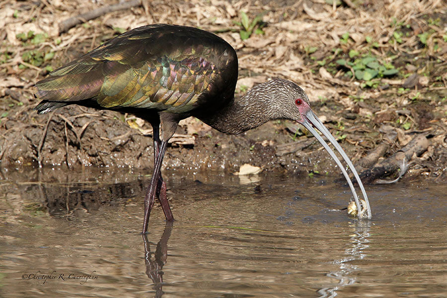 White-faced Ibis with Snail at Brazos Bend State Park, Texas