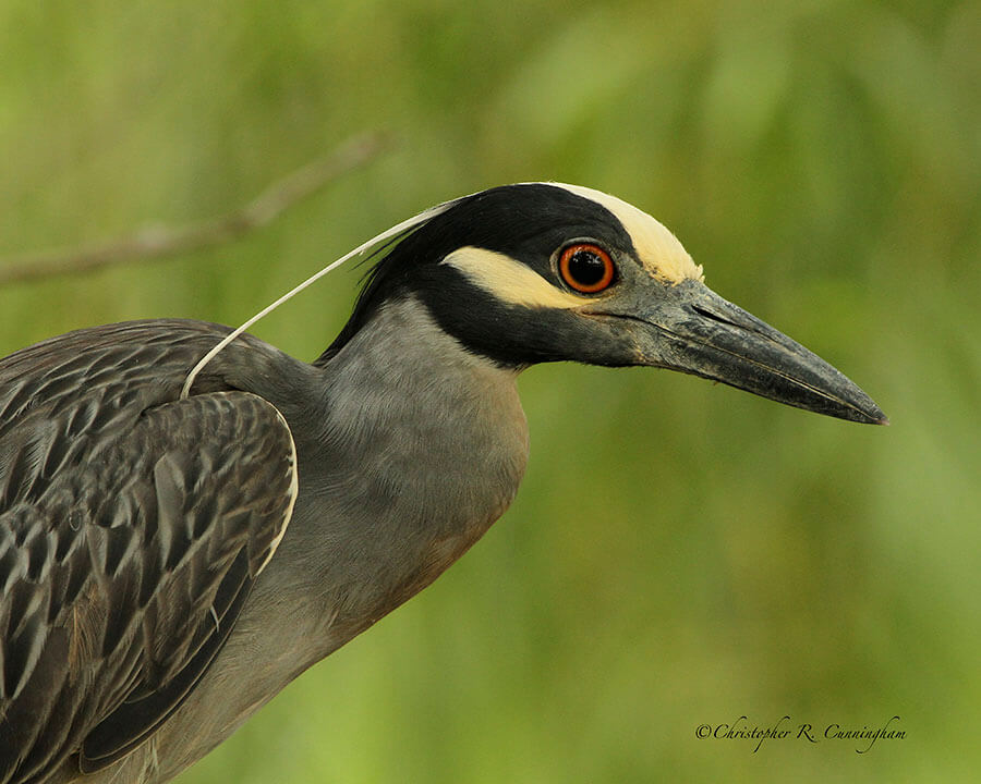 Yellow-crowned Night-Heron portrait at Elm Lake, Brazos Bend State Park, Texas