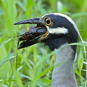 Yellow-crowned Night-Heron with Texas Red Swamp Crawfish Brazos Bend State Park Texas