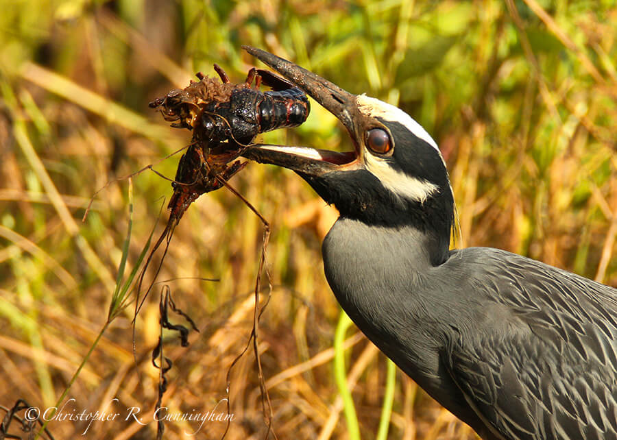 Yellow-crowned Night-Heron with Red Swamp Crawfish, Elm Lake, Brazos Bend State Park, Texas