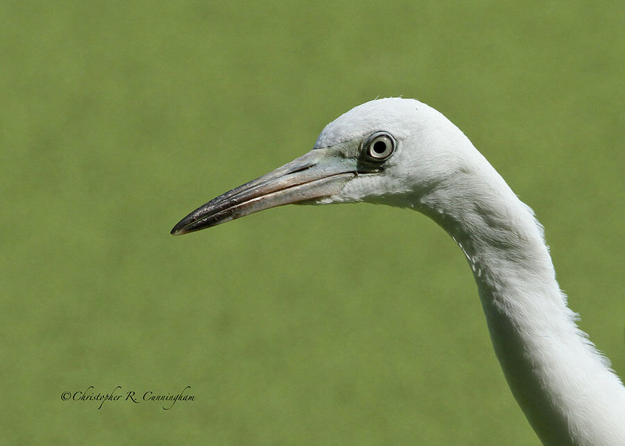 Portrait of juvenile Little Blue Heron at Brazos Bend State Park Texas