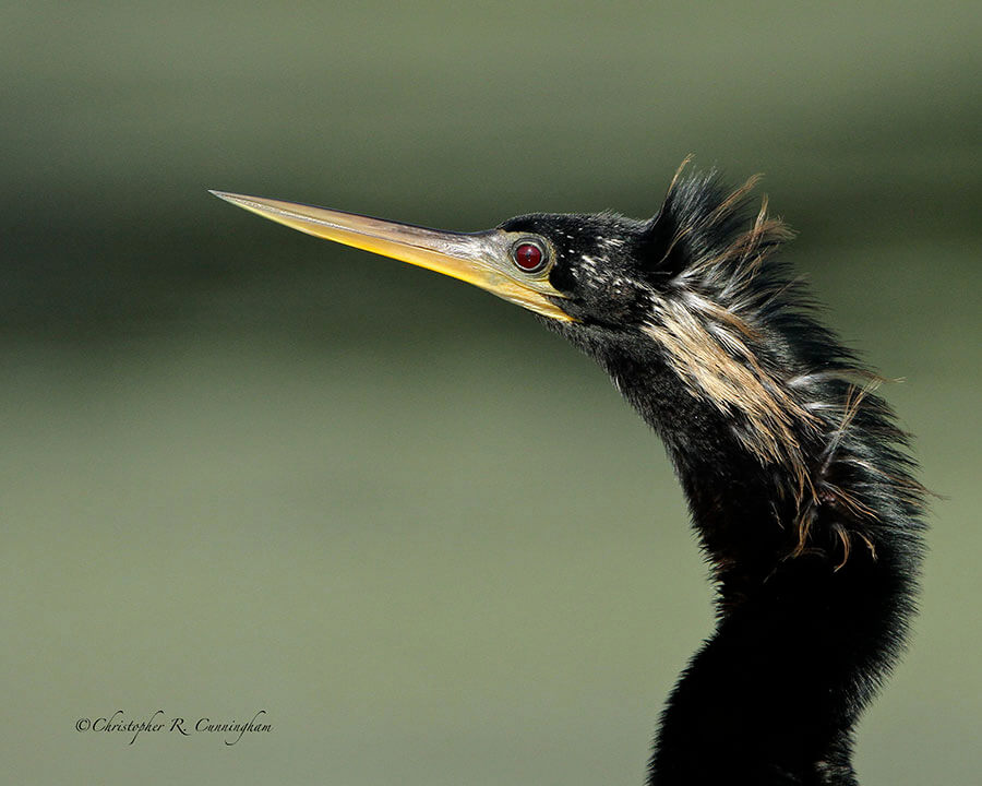 Male-Anhinga-portrait-CCunningham Male Anhinga at Brazos Bend State Park Texas