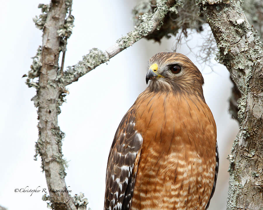 Red-Shouldered Hawk Portrait at Brazos Bend State Park Texas