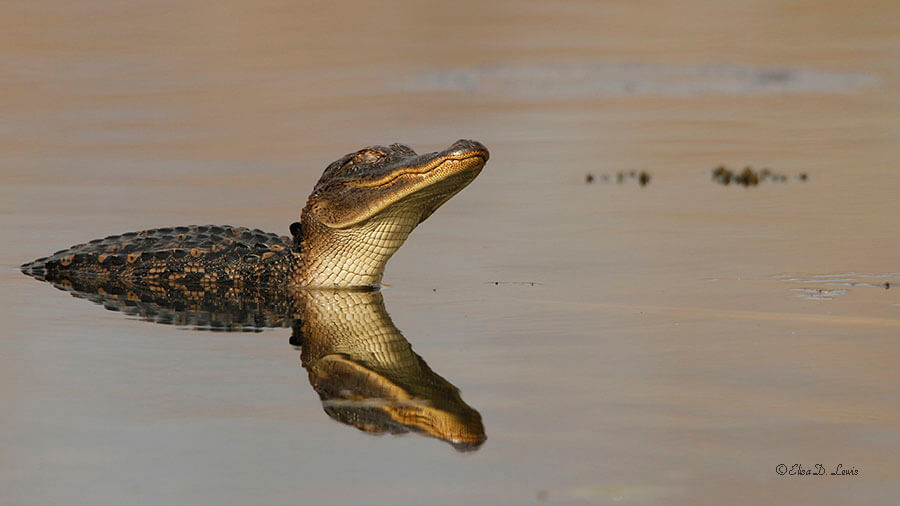 juvenile American Alligator at Brazos Bend State Park, Texas.