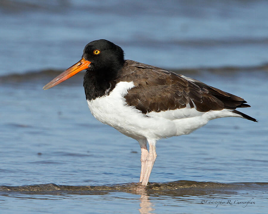 American Oystercatcher at San Luis Pass, Galveston Island, Texas