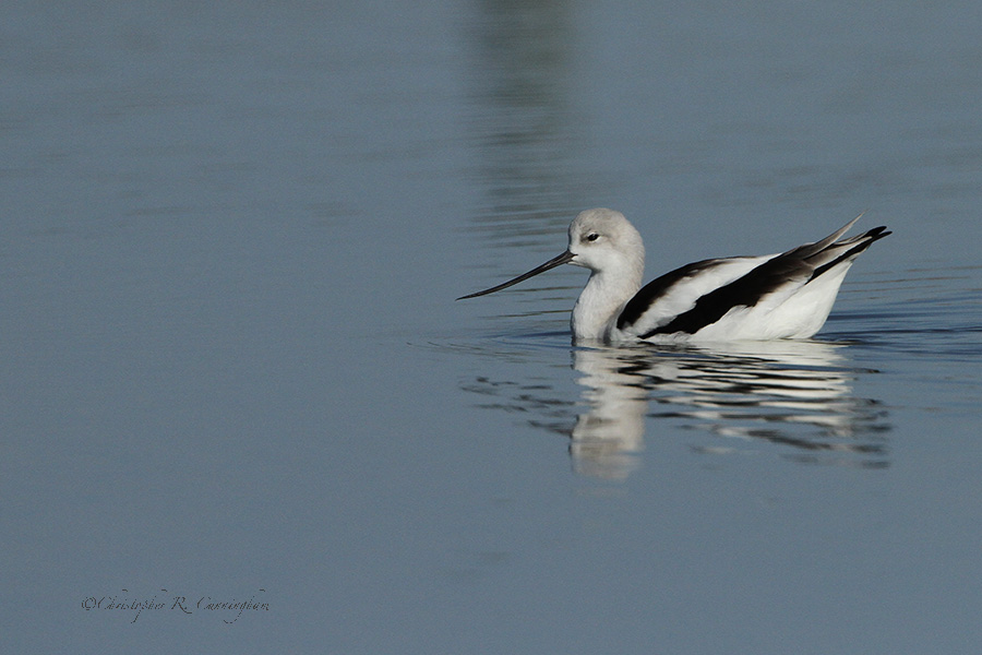 American Avocet at Indian Point Beach, Corpus Christi, Texas