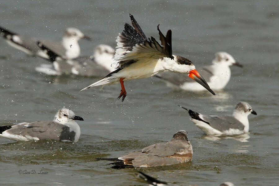 Black Skimmer in flight at Corpus Christi, Texas