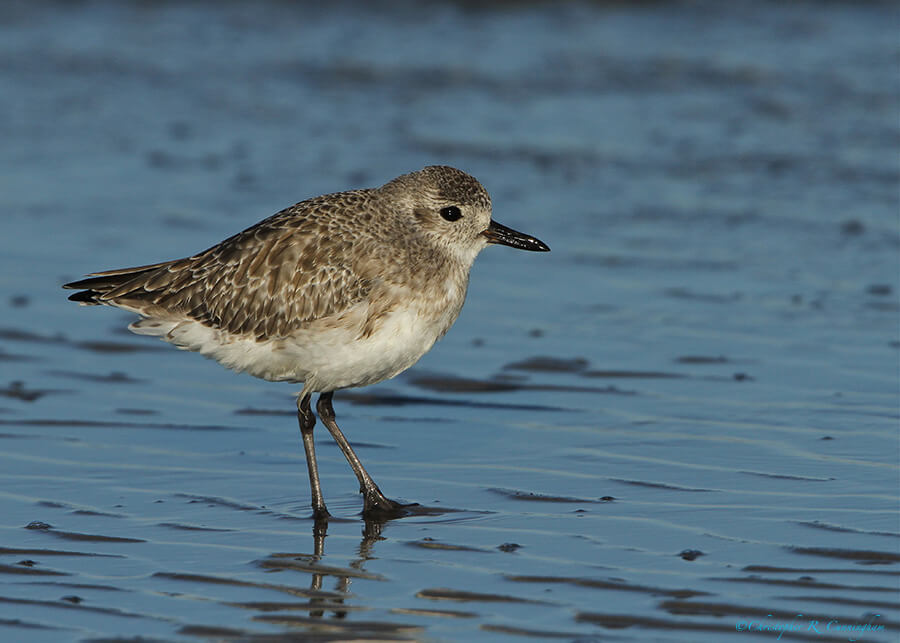 Black-bellied Plover in winter colors at East Beach, Galveston Island, Texas