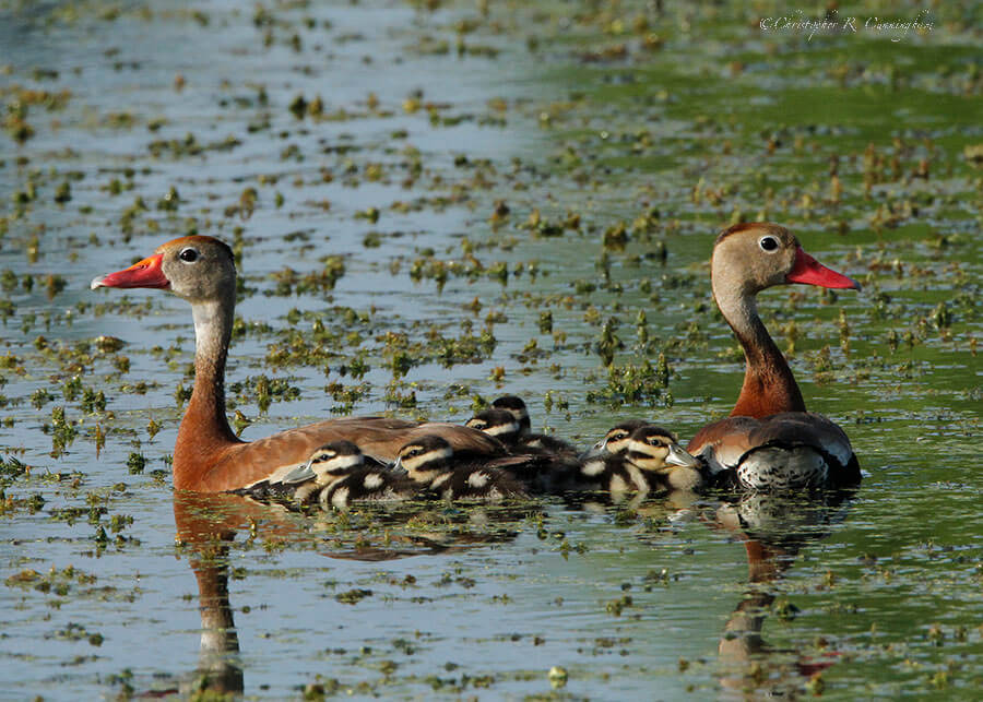 Black-bellied Whistling-Duck family at Brazos Bend State Park, Texas