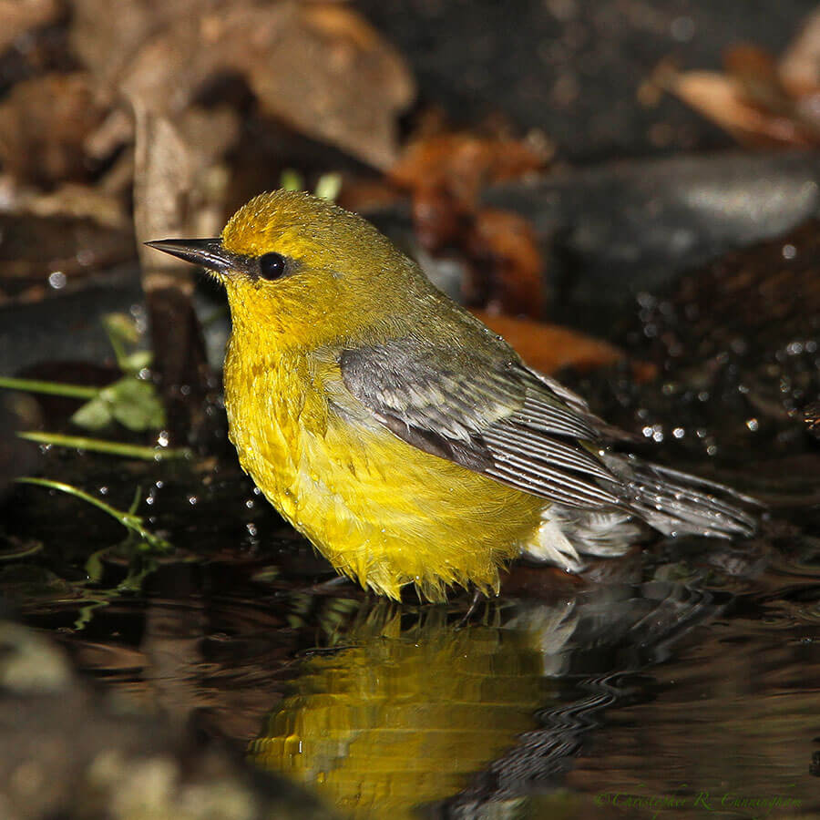 Bathing Blue-winged Warbler at Lafitte's Cove, Galveston Island, Texas.