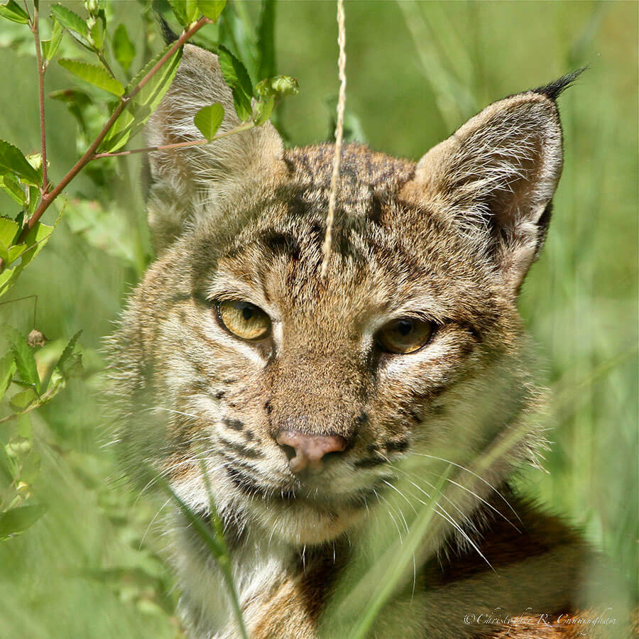 Bobcat at Sabine Woods Sancturary, Texas