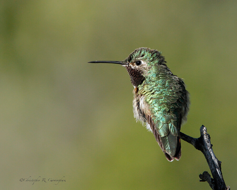 Broad-tail Hummingbird at Moose, Wyoming