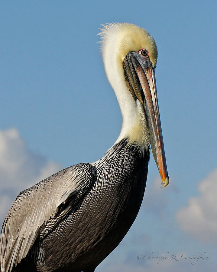 Brown Pelican portrait at Corpus Christi, Texas